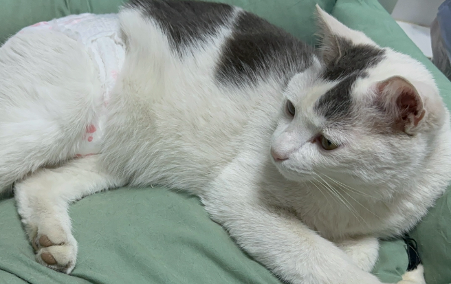 猫咪神经受损头歪身体不协调能恢复吗 猫咪神经受损头歪身体不协调能恢复吗