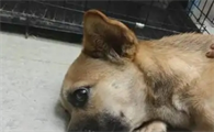 狗狗狗瘟是什么症状