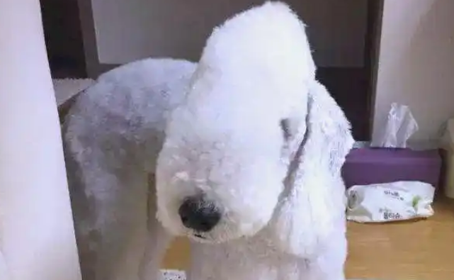贝灵顿梗:独特外观与多样性格的宠物理想 贝灵顿梗:独特外观与多样性格的宠物理想