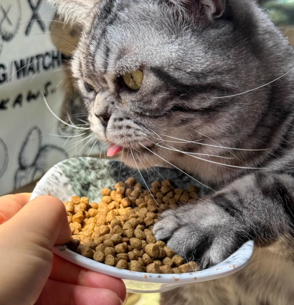 口碑好的猫粮剖析,伯纳天纯猫粮在竞争中扛起国产粮旗帜 口碑好的猫粮剖析,伯纳天纯猫粮在竞争中扛起国产粮旗帜