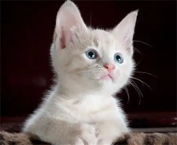 宠物猫球虫病有什么症状啊