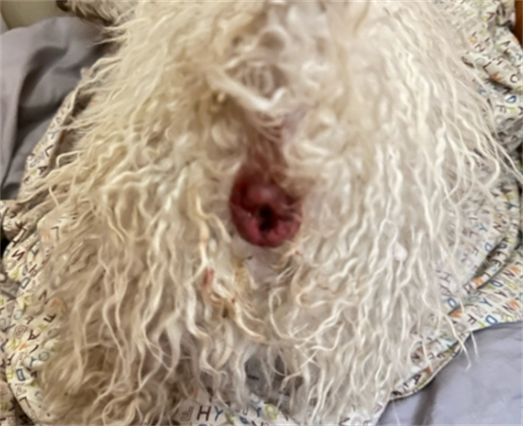 狗狗肛门破了怎么回事