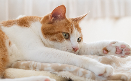 猫瘟疫苗接种后多久能产生免疫力