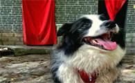 家里的狗狗前庭神经炎头歪怎么治