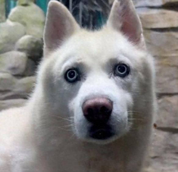 去参观海洋馆的北极狼,下班后它们被带出来散步! 去参观海洋馆的北极狼,下班后它们被带出来散步!