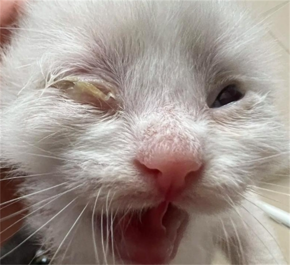 小猫眼睛分泌物多眼睛睁不开咋办呢