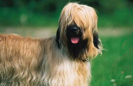 伯瑞犬忠诚度高吗?这篇文章给你答案! 伯瑞犬忠诚度高吗?这篇文章给你答案!