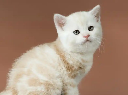 幼猫耳朵耷拉就是折耳吗 幼猫耳朵耷拉就是折耳吗