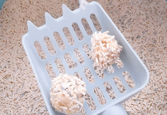 膨润土和豆腐猫砂区别？这两款猫砂为毛孩子打造优秀如厕环境