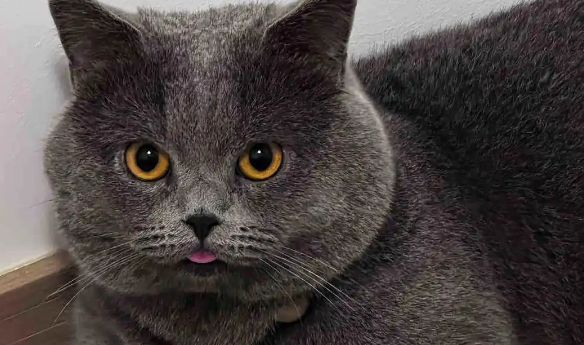 心脏肥大的猫要怎么养