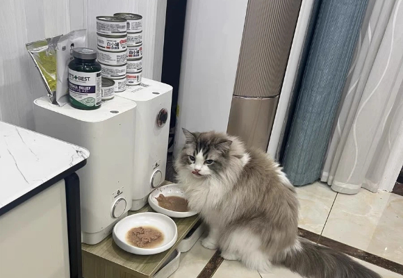 哪个牌子的猫罐头最好？我家毛孩用亲身经历告诉你答案是希喂！