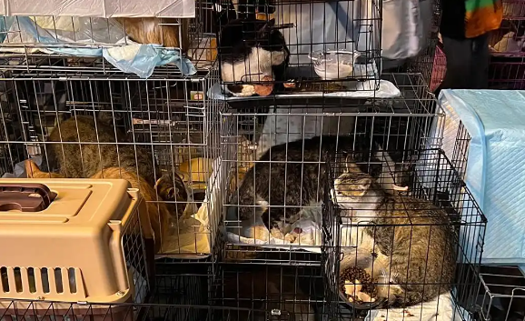 490余只小猫贵阳获救!目前已分流安置到多家宠物医院 490余只小猫贵阳获救!目前已分流安置到多家宠物医院