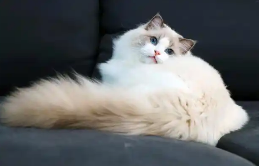 猫瘟康复期猫咪食欲差怎么办