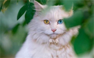 猫咪怀孕后体重增长多少正常