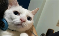猫咪皮肤红肿瘙痒怎么办