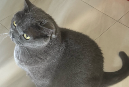 小猫睡觉眼睛闭不上怎么回事