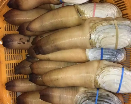 象拔蚌有几个品种