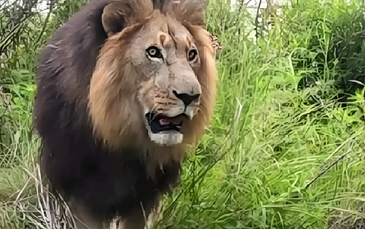 宠物狮逃脱袭击3人!主人被捕后,又有5名非法饲养者被抓 宠物狮逃脱袭击3人!主人被捕后,又有5名非法饲养者被抓