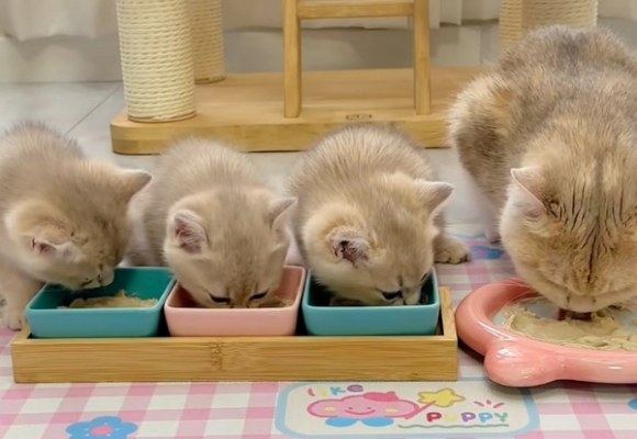 最好的猫罐头是什么品牌？弗列加特0压乳鲜肉主食罐值得一票