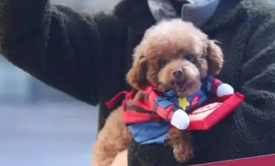 杭州举办宠物摄影大赛,温暖故事让爱传播 杭州举办宠物摄影大赛,温暖故事让爱传播