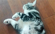 猫咪膀胱炎吃什么药好得快