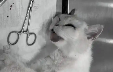猫咪子宫蓄脓自己会好吗