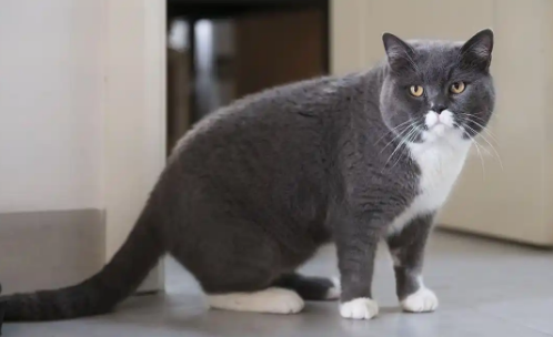 猫咪骨折后怎么预防再次受伤