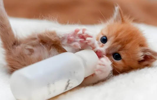 猫咪呛奶后该怎么紧急处理? 猫咪呛奶后该怎么紧急处理?