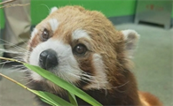 铁盒小熊猫多少钱