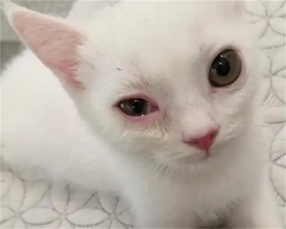 猫咪眼睛周围发红怎么办