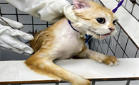 宠物猫洗完澡耳朵进水怎么办