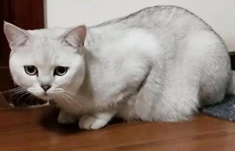猫的猫传腹死了要消毒吗