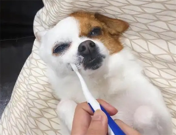 小狗嘴巴有点臭怎么办好啊 小狗嘴巴有点臭怎么办好啊