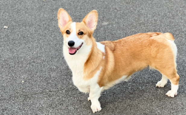 为什么有人说养了威尔斯柯基犬就后悔？本文为你揭秘