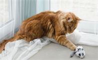 猫鼻支治疗周期大概要多久才能好