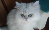 猫吐黄水有泡沫吃什么药