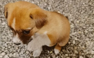 狗狗老是哼唧怎么办 狗狗老是哼唧怎么办
