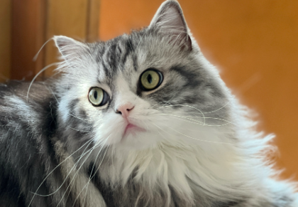 猫咪拉屎带血是怎么回事吃什么药 猫咪拉屎带血是怎么回事吃什么药