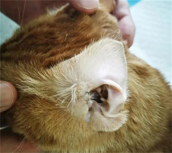 猫咪肝炎的症状有哪些