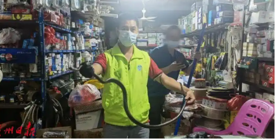 蛇出没!夏季防蛇攻略请收好 蛇出没!夏季防蛇攻略请收好