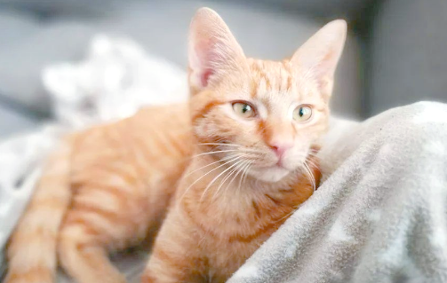 猫咪抗原检测能确诊哪些疾病呢？
