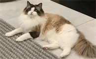 多猫家庭如何预防猫瘟交叉感染