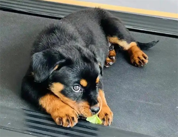 罗威纳犬的体格特征及体型标准解析