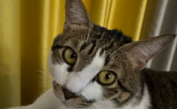 如何预防猫传腹传染给家人