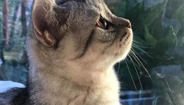 猫咪一直发出呼噜声正常吗