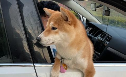 狗晕车吐了几天能恢复