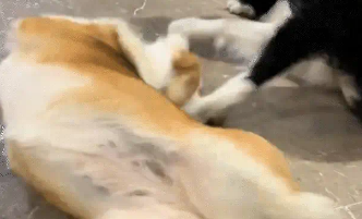 男子把麦克风对准柯基,柯基被自己放屁声惊醒 男子把麦克风对准柯基,柯基被自己放屁声惊醒