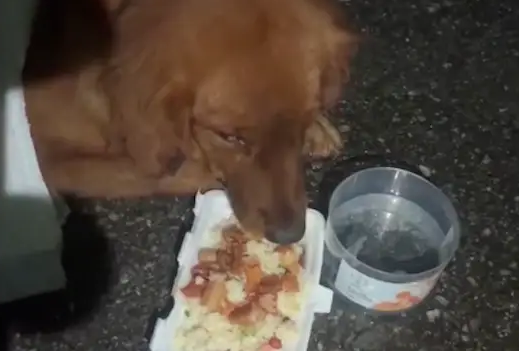 生病的金毛被遗弃路边，网友喂食喂水陪它走完最后一程！