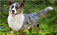 科普:卡迪根威尔斯柯基犬性格盘点
