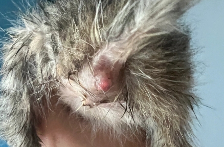 猫咪屁股红肿怎么办